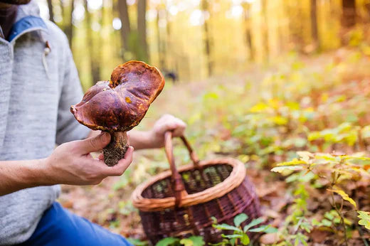 Unlocking the Benefits of Reishi Mushrooms