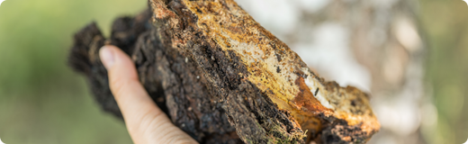 What are Chaga Mushrooms- Origin, Health Benefits, and Uses